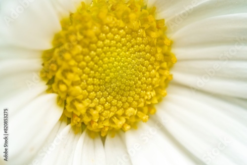 Close up of a Daisy  on a green background in summer  Macro close-up of a common daisy  bellis perennis  in the spring sunshine. Selective focus  short depth of field