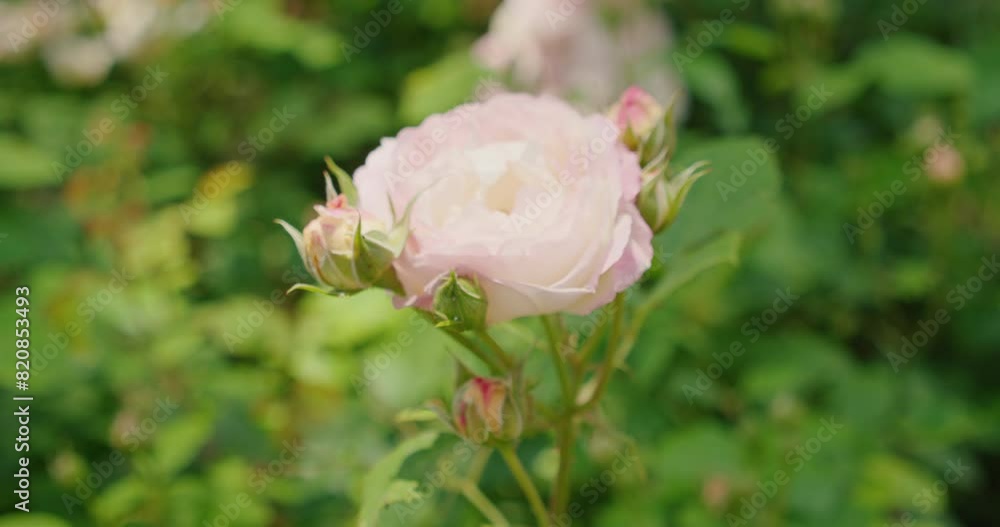 Close-up of a blooming pink rose, soft focus on the background. Flowers in summer garden. Close-up of a blooming pink rose, soft focus on the background. Flowers in summer garden.