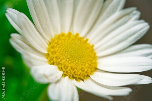 Close up of a Daisy, on a green background in summer, Macro close-up of a common daisy (bellis perennis) in the spring sunshine. Selective focus, short depth of field