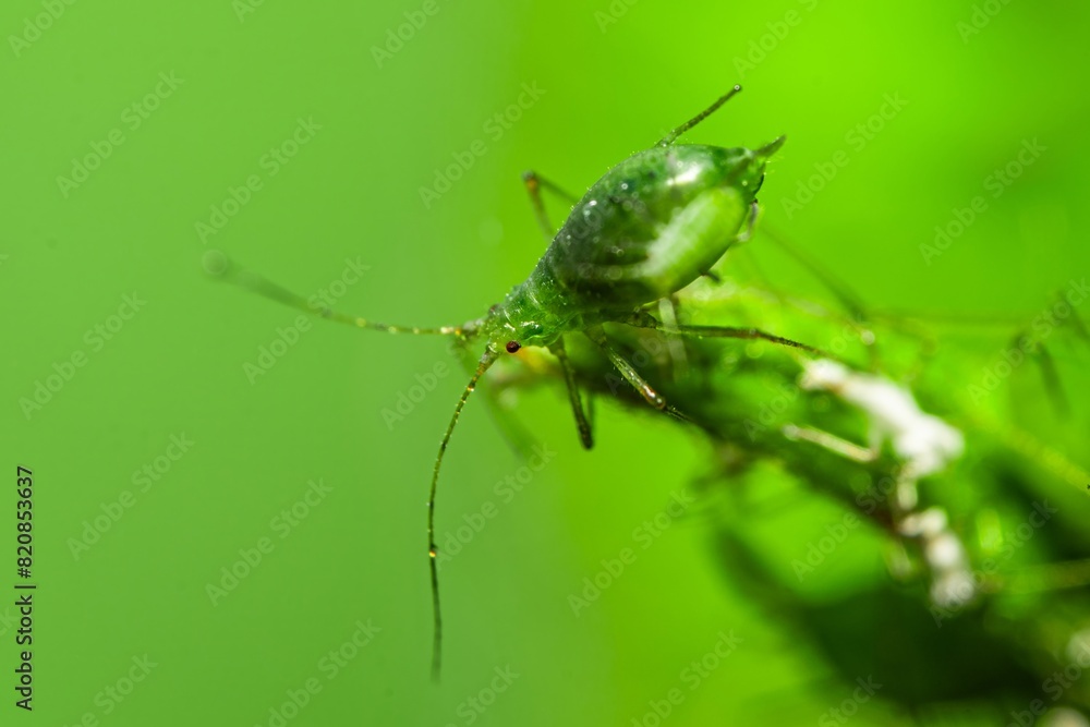 Fototapeta premium Aphid feeding on plant. Many aphids on leaf, Aphids (macrosiphum rosae) sucking on green shoots. Macro