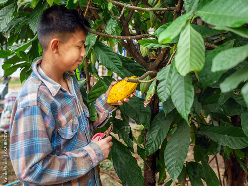 Cocoa farmer use pruning shears to cut the cacao pods or fruit ripe yellow cacao from the cacao tree. Harvest the agricultural cocoa business produces.