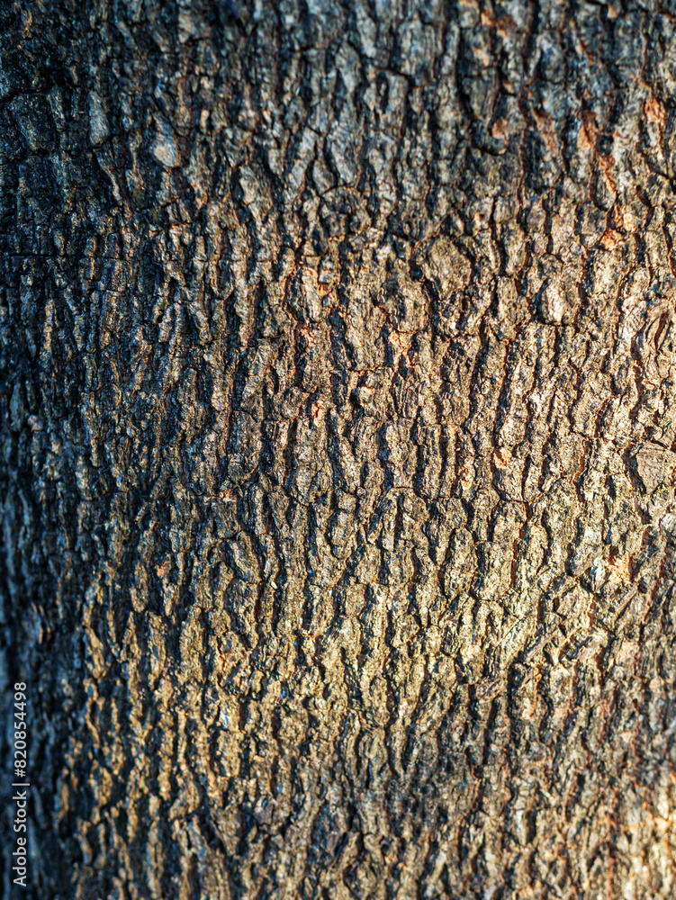 abstract Sunlight shadows tree branch patterns on tamarind tree bark background pattern or Tamarind tree skin texture abstract Sunlight shadows tree branch patterns on tamarind tree bark background pattern or Tamarind tree skin texture