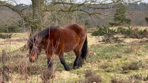 Wallpaper Mural Brown Icelandic horse in the snow, Iceland, The Icelandic red horse is a breed of horse, Horses at Lofoten, Norway, the horses are small, at times pony-sized, friendly animals and curious if tourists. Torontodigital.ca