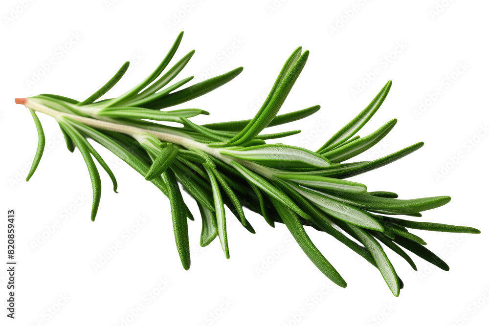 Ethereal Elegance: A Sprig of Rosemary on a White Canvas on Transparent PNG Background... Ethereal Elegance: A Sprig of Rosemary on a White Canvas on Transparent PNG Background...