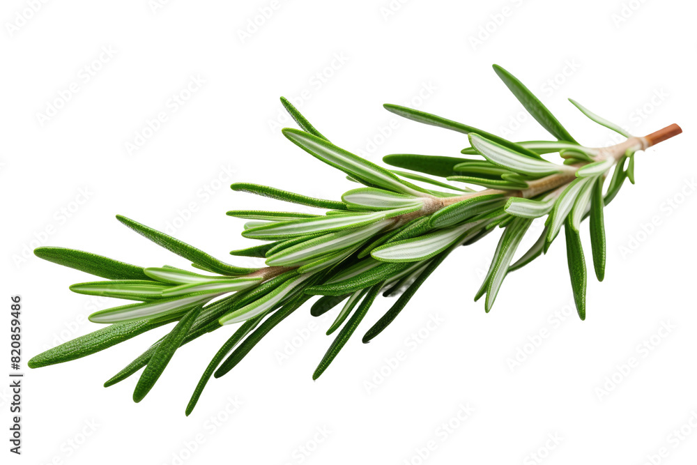 Dancing Elegance: A Rosemary Sprig on a White Canvas on Transparent PNG Background... Dancing Elegance: A Rosemary Sprig on a White Canvas on Transparent PNG Background...