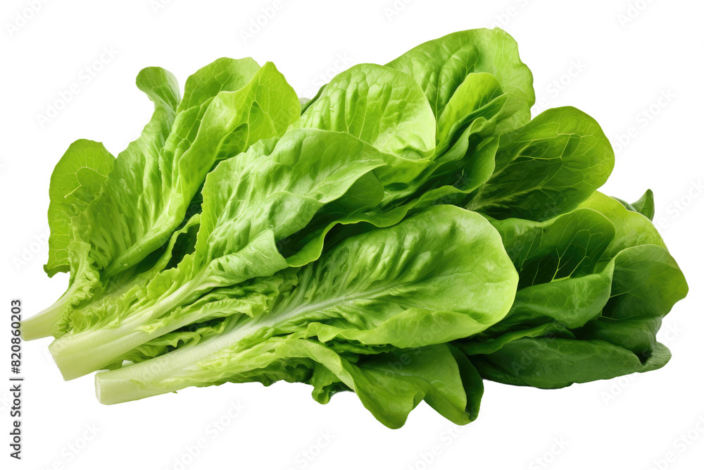 Dancing Lettuce Leaves: A Ballet of Greenery on a Blank Canvas on Transparent PNG Background... Dancing Lettuce Leaves: A Ballet of Greenery on a Blank Canvas on Transparent PNG Background...