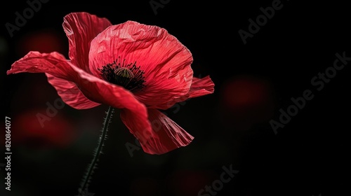 Red poppy flower on dark background for memorial day concept