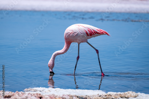 Flamingos in the Atacama salt flat, Chile