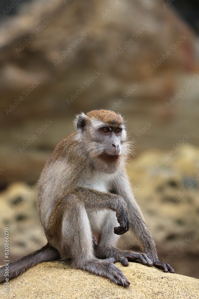 Crab-eating macaque monkey in Borneo, Malaysia