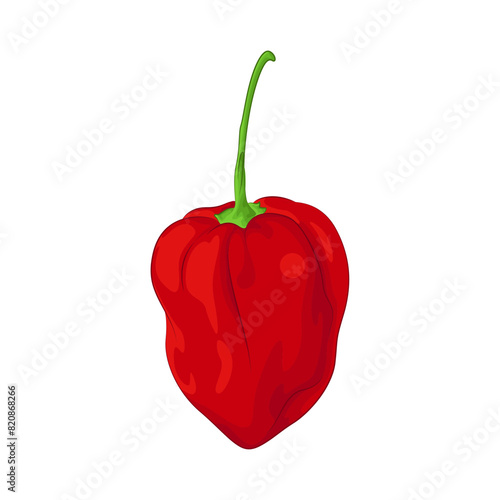 Illustration of red chili pepper 