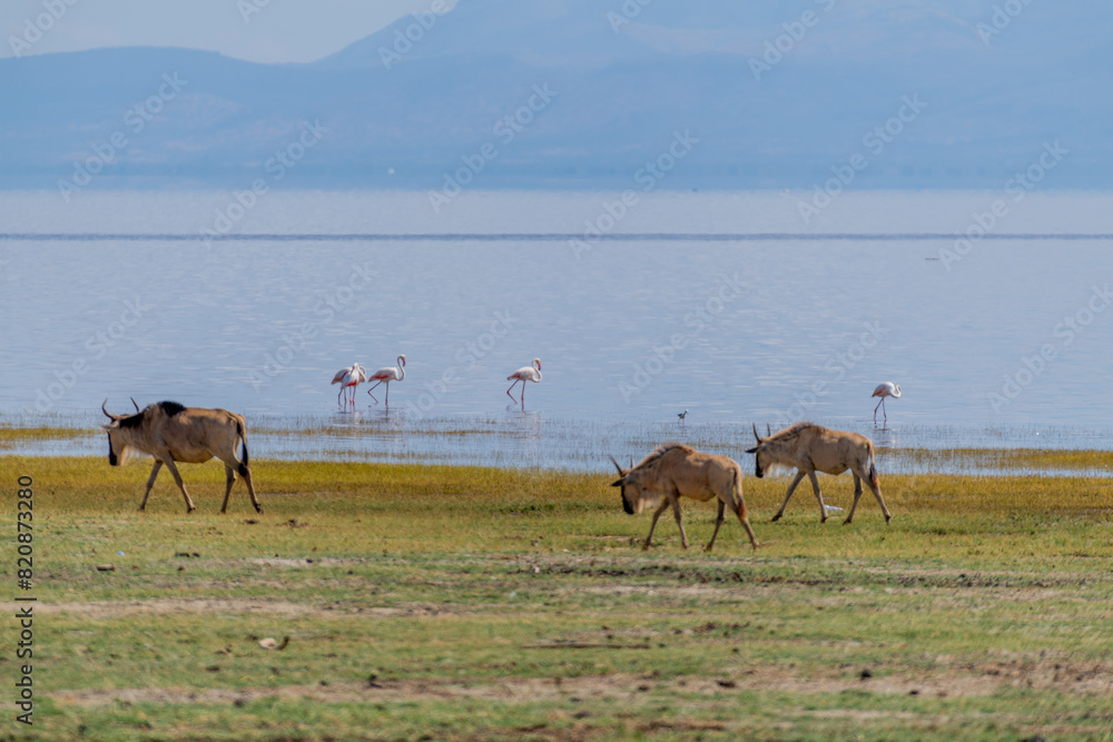 Fototapeta premium wildlife at lake Manyara in Tanzania