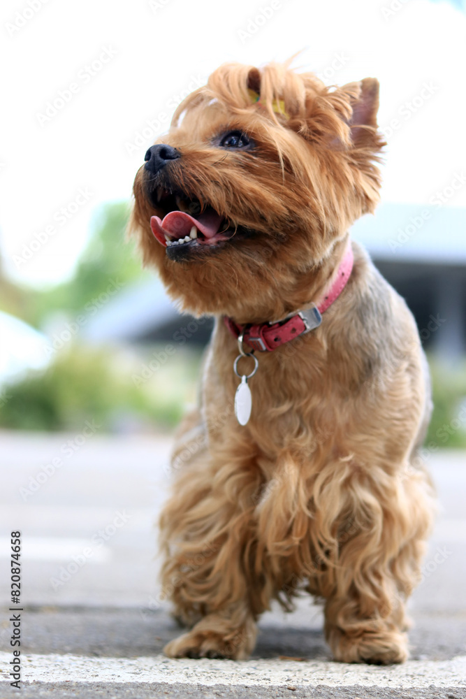 Yorkshire terrier on a walk. A small dog on a leash walks in the park. A pet. Dog is a human best friend. Small dog on the street. Cute dog Yorkshire terrier on a walk. A small dog on a leash walks in the park. A pet. Dog is a human best friend. Small dog on the street. Cute dog