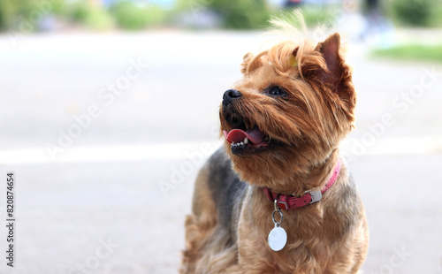 Yorkshire terrier on a walk. A small dog on a leash walks in the park. A pet. Dog is a human best friend. Small dog on the street. Cute dog
