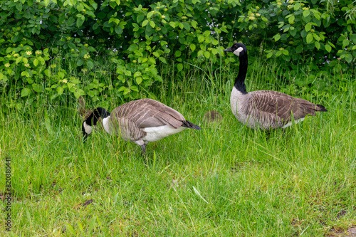 Wild Goose  with chicks  on the meadow