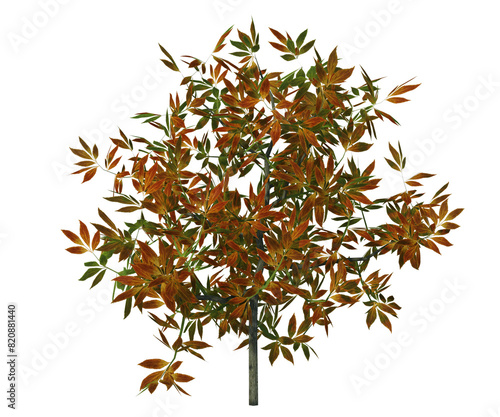 Pianta albero fusto con e senza vaso Albero con e senza foglie arancioni, verdi, gialle, rosse fondo trasparente e isolato