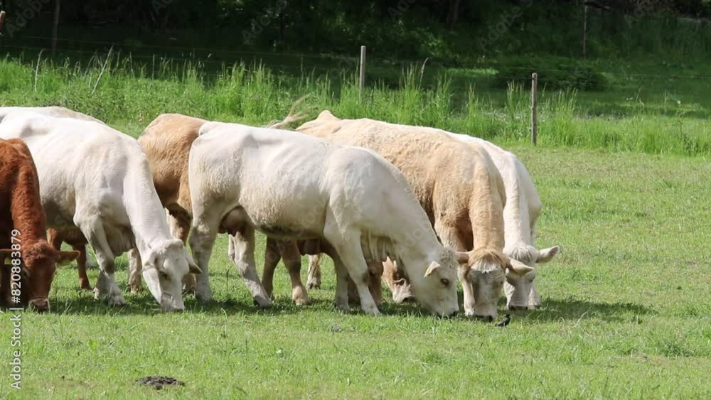 Beef cattle on a mountain pasture. Sustainable breeding in Šumava in South-West Bohemia. Cows keep the meadows in good condition. Agriculture and the environment in the European Union. Beef cattle on a mountain pasture. Sustainable breeding in Šumava in South-West Bohemia. Cows keep the meadows in good condition. Agriculture and the environment in the European Union.