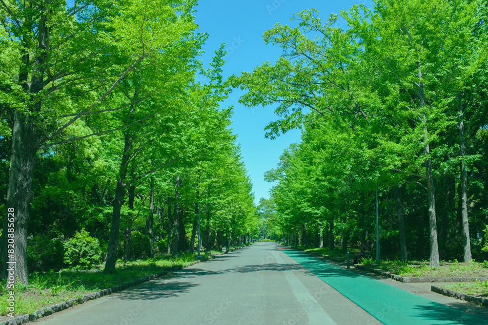 Obraz premium ランニングコース 緑の公園