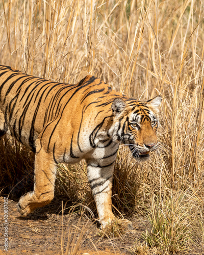 wild female bengal tiger or panthera tigris or tigress side profile closeup running in her territory in dry hot summer season safari at ranthambore national park forest reserve rajasthan india asia