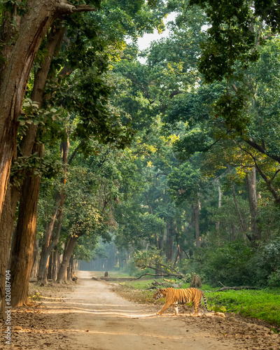 wild bengal male tiger or panthera tigris side profile in natural green scenic background crossing dhikala main road in evening safari at jim corbett national park forest reserve uttarakhand india