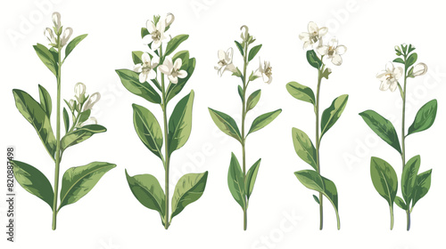 Java tea tender flowers or inflorescences stems  photo