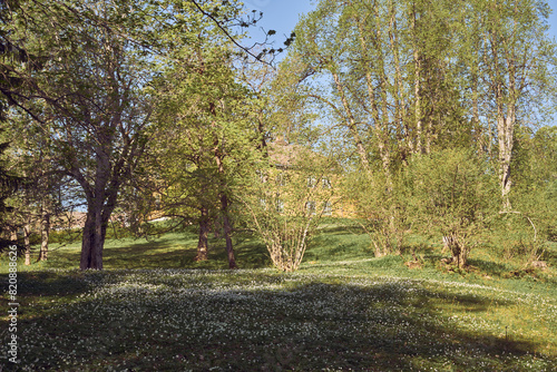 Images from a day in May 2024 at Steinberg Open Air Museum, Toten, Norway. photo