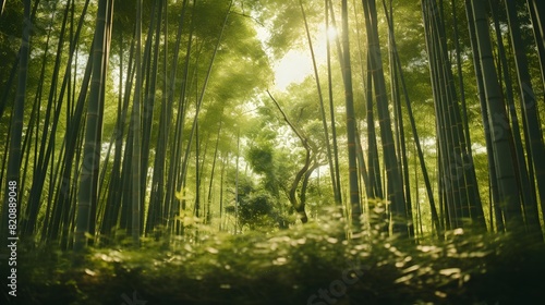 Bamboo forest in the morning with sunlight. Panoramic image.