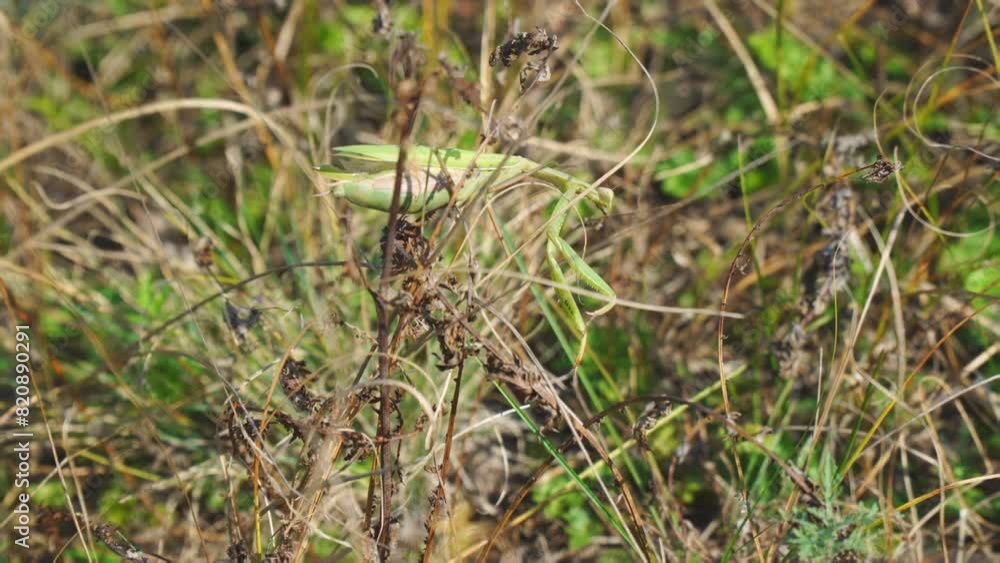 Green insect Mantis in the grass in the meadow. Mantis religiosa Green insect Mantis in the grass in the meadow. Mantis religiosa