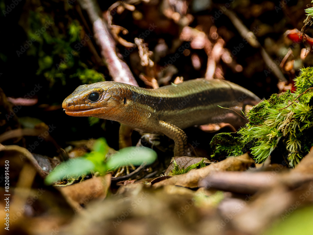 Obraz premium 虫を食べるニホントカゲ