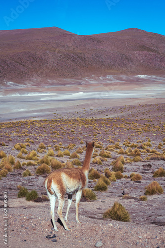 alpaca in the highlands of Chile photo