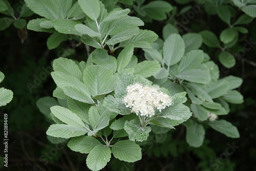 Flowers and leaves of a Whitebeam tree