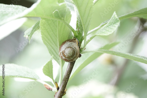 Brown-lipped Snail (Cepaea nemoralis) photo