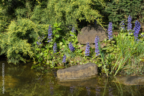 Blue flowers of Ajuga Reptans Atropurpurea grow onshore of garden pond. Blurred background. Selective focus. Nature design concept.