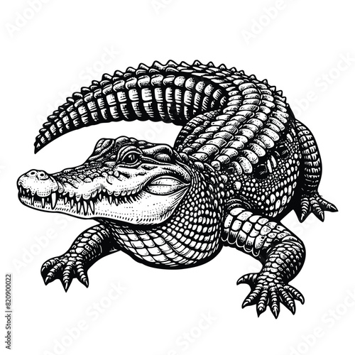 crocodile illustration. hand drawn alligator black and white vector illustration. isolated white background