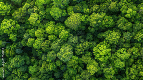 A panoramic view of a dense rainforest canopy from above. © Santy Hong