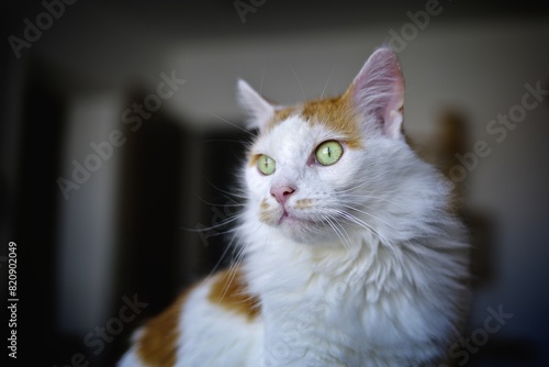 Portrait of  cute longhair cat looks curious away.  © Lightspruch