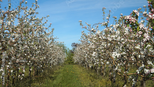 Rows of flowering apple trees - full blooming fruit trees in white flowers and bees flying around. Springtime horticultural landscape.