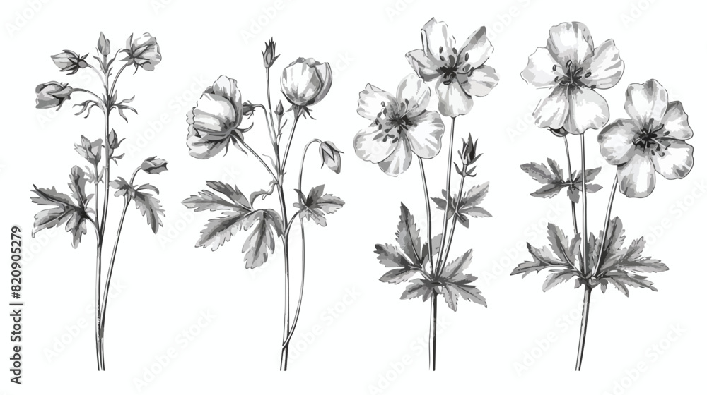 Meadow geranium or cranes-bill flowers isolated on wh