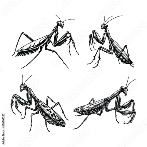 set of mantis illustration. hand drawn praying mantis black and white vector illustration. isolated white background