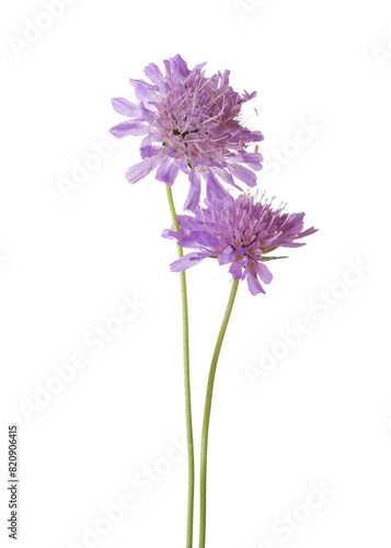 Two Field Scabious flowers isolated on white background. Knautia arvensis.