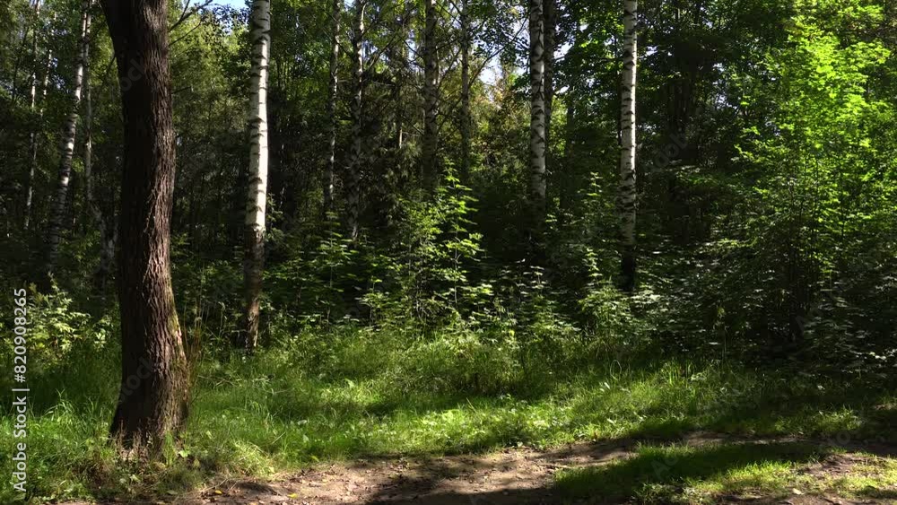 Dense forest on a clear summer day. The sun's rays illuminate the trees. Dense forest on a clear summer day. The sun's rays illuminate the trees.