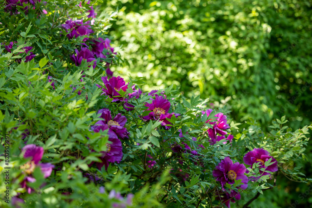 Pink tree peony flowers against a background of green plants