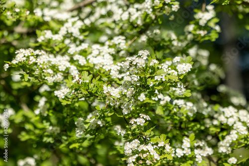 Branches of a blossoming tree with white flowers