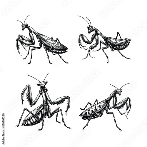Art & Illustratioset of mantis illustration. hand drawn praying mantis black and white vector illustration. isolated white background © Nurjen