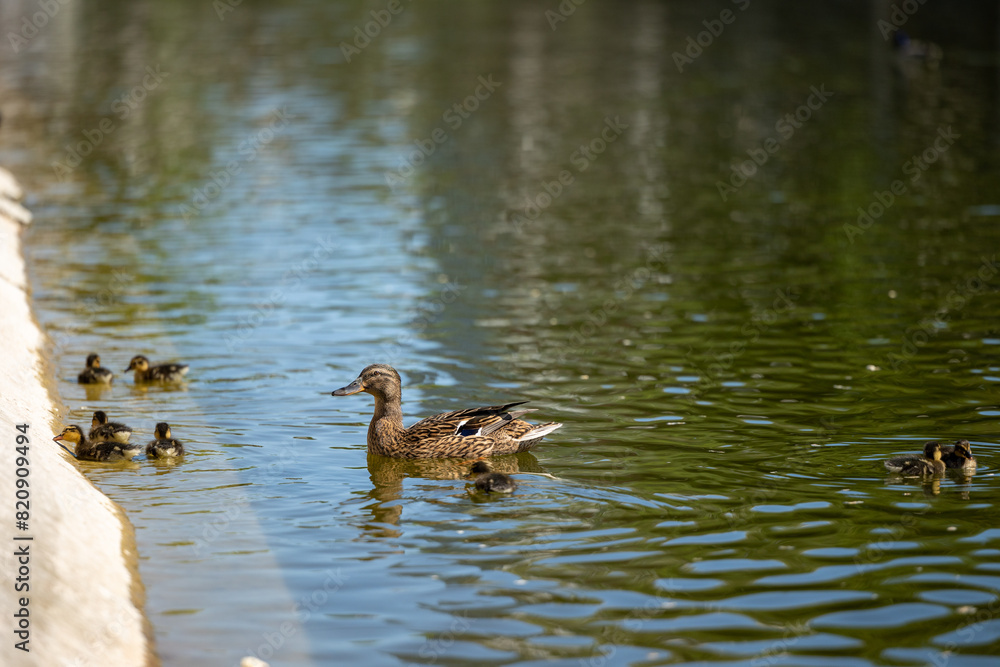 A mallard with her baby ducks is swimming in the lake A mallard with her baby ducks is swimming in the lake