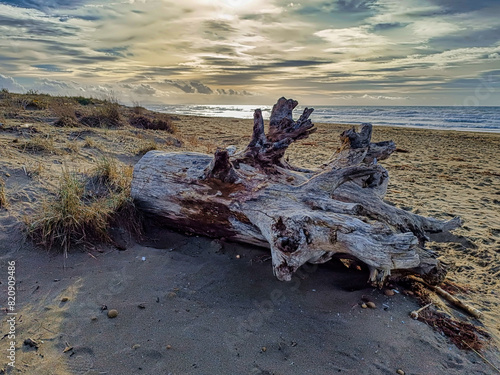 Seascape with timber beached on the beach of Marina di Castagneto Carducci Tuscany Italy
