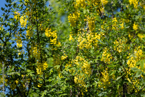 Floral yellow Caragana clusters on green branches