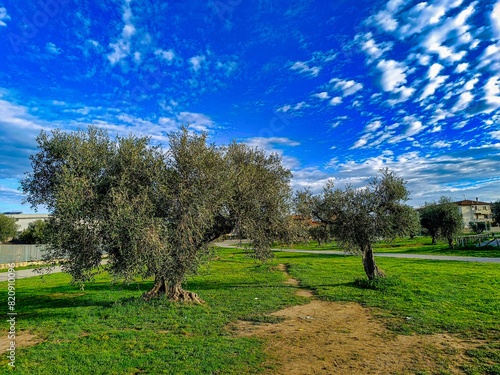 Panorama over an olive grove in the Tuscan countryside in Castagneto Carducci Tuscany Italy