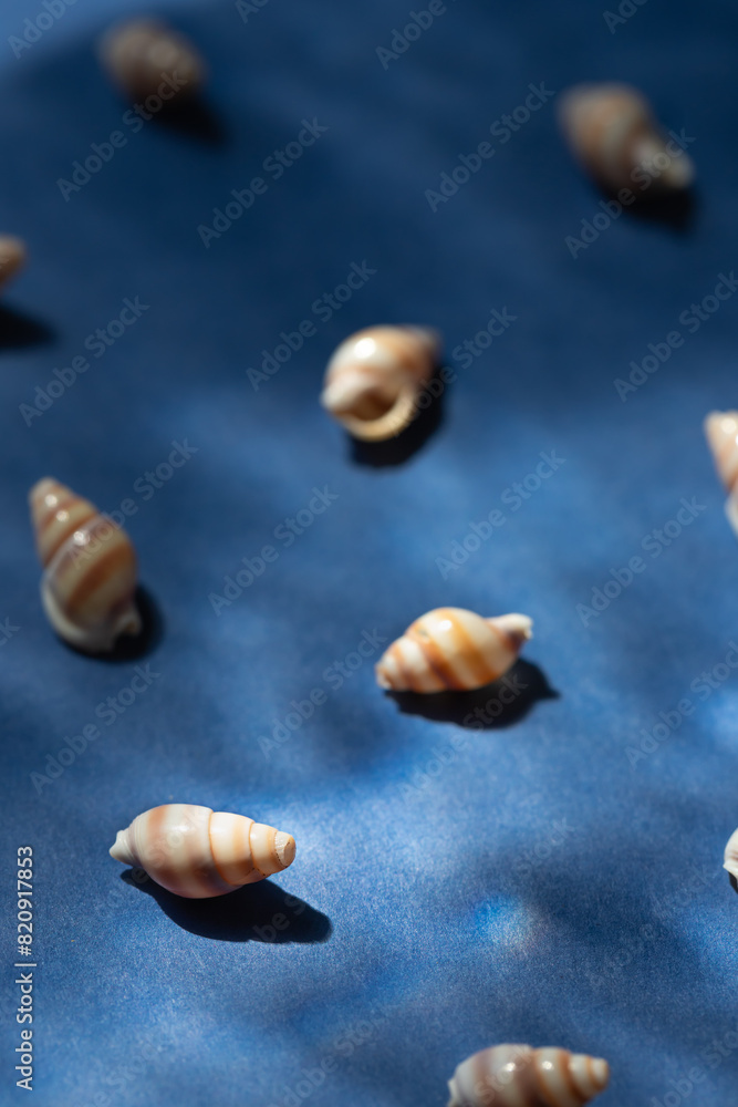 Seashells with underwater shadows on the blue background close up macro Seashells with underwater shadows on the blue background close up macro