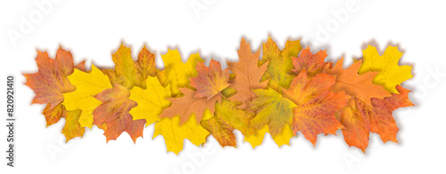 Autumn maple leaf isolated on white background. Fall season foliage. Top view. Banner.