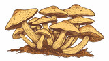 Armillaria honey fungus or mushroom. Bunch or clump